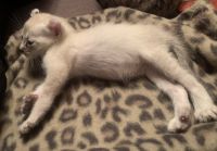 Bengal Highland Lynx Hybrids