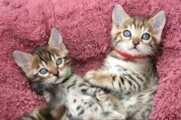 Bengal Cats for sale in Old Textile Market - Dubai - United Arab Emirates. price: NA