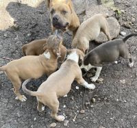 Bergamasco Puppies Photos