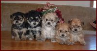 Bergamasco Puppies for sale in Indianapolis, IN, USA. price: $300