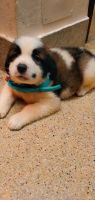 Bernedoodle Puppies for sale in Chennai, Tamil Nadu, India. price: 20000 INR