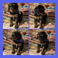 F1b mini Bernedoodle