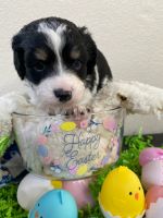 Bernedoodle Puppies for sale in Santa Rosa, CA, USA. price: $2,000