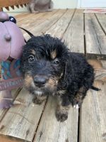 Bernedoodle Puppies for sale in Dubuque, IA, USA. price: $600