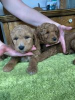 Bernedoodle Puppies for sale in Spearfish, SD, USA. price: $1,600