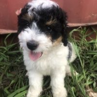 Bernedoodle Puppies for sale in Greenwood, SC, USA. price: $1,000