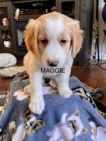Bernedoodle Puppies for sale in Sequim, WA 98382, USA. price: $150,000
