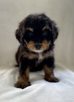 Bernedoodle Puppies for sale in 167 Padgett Rd, Magee, MS 39111, USA. price: $1,200