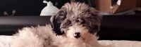 Bernedoodle Puppies for sale in Evansville, IN, USA. price: $150,000