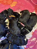 Bernedoodle Puppies for sale in Eagle Lake, MN, USA. price: $2,300