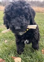 Bernedoodle Puppies for sale in Osceola, Wisconsin. price: NA