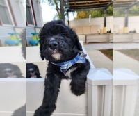 Bernedoodle Puppies for sale in New York City, New York. price: $400
