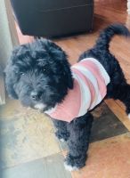 Bernedoodle Puppies for sale in Carnesville, GA 30521, USA. price: $1,000