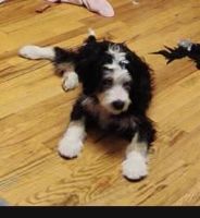 Bernedoodle Puppies for sale in Mt. Sinai, New York. price: $1,795