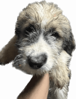 Bernedoodle Puppies for sale in Los Angeles, California. price: $400