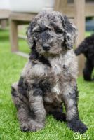 Bernedoodle Puppies for sale in Chula Vista, California. price: NA
