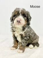 Bernedoodle Puppies for sale in Sugarcreek, OH 44681, USA. price: $1,000