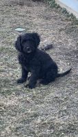 Bernedoodle Puppies for sale in Culloden, West Virginia. price: $500
