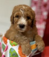 Bernedoodle Puppies for sale in Charlotte, North Carolina. price: $4,000