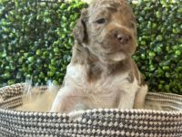 Bernedoodle Puppies for sale in Flat Rock, Michigan. price: $2,500