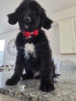 Bernedoodle Puppies for sale in Aurora, Colorado. price: NA