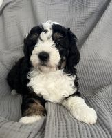 Bernedoodle Puppies for sale in Columbus, Ohio. price: $3,500