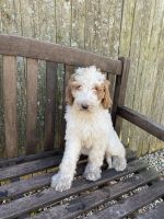 Bernedoodle Puppies for sale in West Haven, CT 06516, USA. price: $550