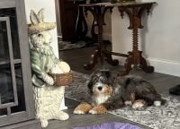 Bernedoodle Puppies for sale in Millsboro, Delaware. price: $800