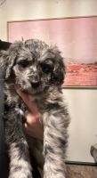 Bernedoodle Puppies for sale in Archer, Florida. price: $1,500