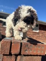 Bernedoodle Puppies for sale in Jackson, Missouri. price: $1,200
