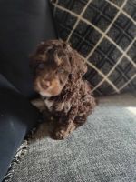 Bernedoodle Puppies for sale in Cleveland Heights, OH, USA. price: $600