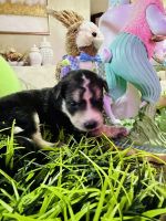 Bernedoodle Puppies for sale in Yukon, Oklahoma. price: $500