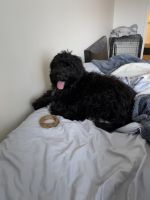 Bernedoodle Puppies for sale in Southfield, Michigan. price: $500