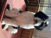 Bernedoodle Puppies for sale in Pittsburgh, PA, USA. price: $1,500