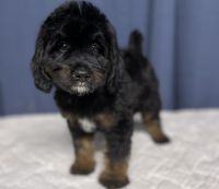 Bernedoodle Puppies for sale in Creola, OH 45622, USA. price: $650