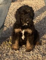 Bernedoodle Puppies for sale in Newkirk, OK 74647, USA. price: $1,200