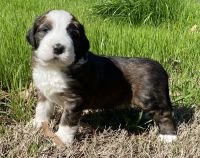 Bernedoodle Puppies for sale in Dyersburg, Tennessee. price: $700