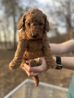 Bernedoodle Puppies for sale in Braselton, Georgia. price: $900