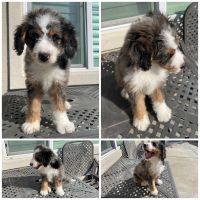 Bernedoodle Puppies for sale in Jersey City, New Jersey. price: $4,500