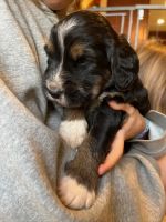 Bernedoodle Puppies for sale in San Diego County, CA, USA. price: $1,600