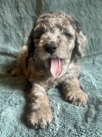 Bernedoodle Puppies for sale in Waddell, Arizona. price: $1,500