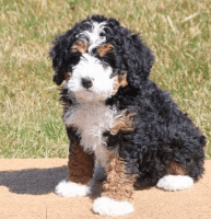 Bernedoodle Puppies for sale in Roswell, NM, USA. price: $1,100