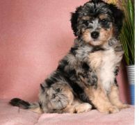 Bernedoodle Puppies for sale in Deer Park, NY, USA. price: $1,500