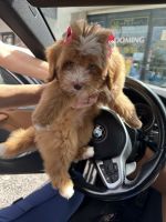 Bernedoodle Puppies for sale in Kendall, Florida. price: $1,800
