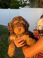 Bernedoodle Puppies for sale in Winter Haven, Florida. price: $2,500