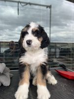 Bernedoodle Puppies for sale in Portland, Oregon. price: $2,500