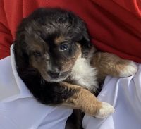 Bernedoodle Puppies for sale in Aston, Pennsylvania. price: NA
