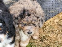 Bernedoodle Puppies for sale in Aston, Pennsylvania. price: $3,000