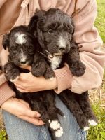 Bernedoodle Puppies for sale in Kansas City, Missouri. price: $950