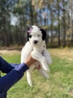 Bernedoodle Puppies for sale in Fayetteville, North Carolina. price: $2,500